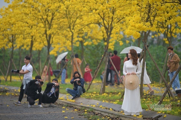 Chị em Hà Nội xúng xính váy áo ‘check in’ đường vàng rực hoa phong linh