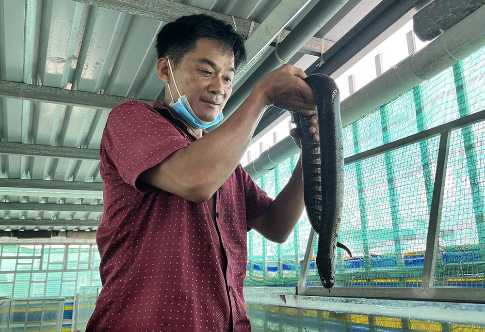 Man breeds thousands of snakes in glass tanks