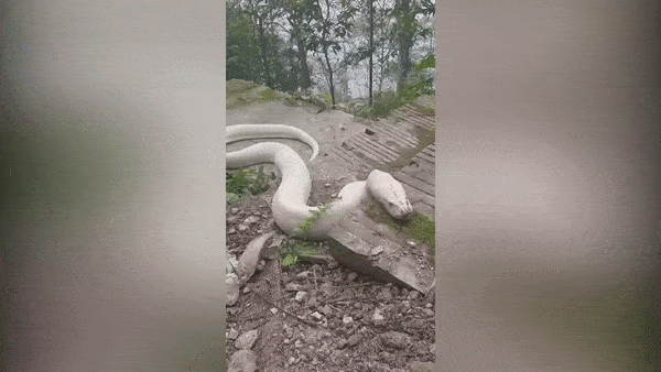 Thực hư 'bạch xà' khổng lồ xuất hiện ở đền thờ Ninh Bình, thu hút ngàn người chiêm ngưỡng