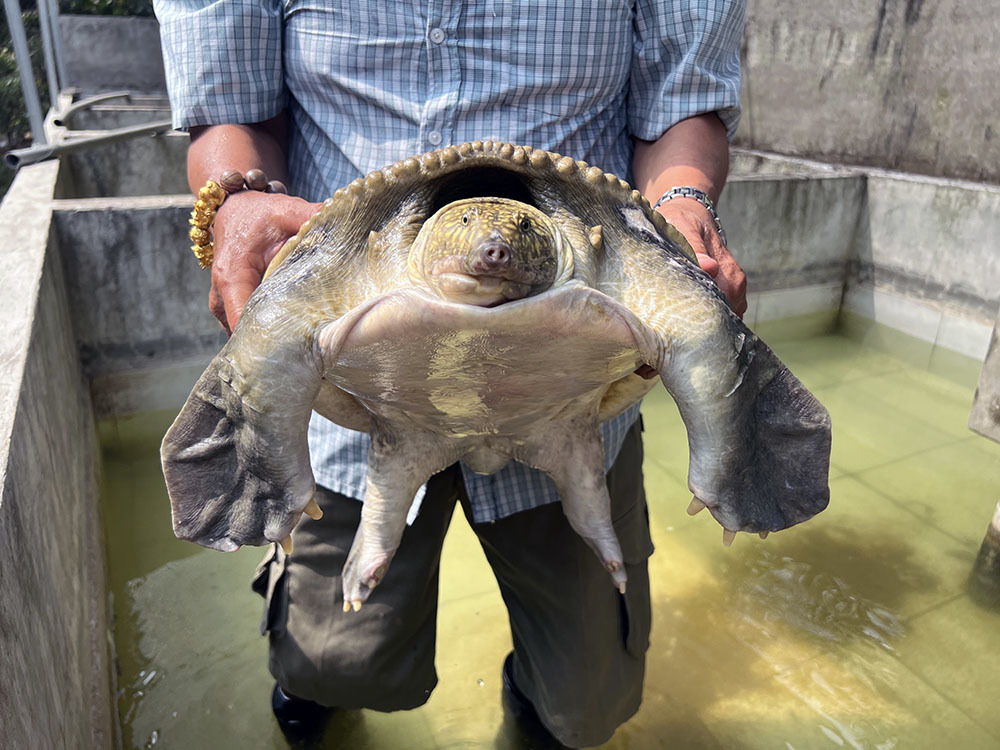 Sweeping gold to buy four-legged crabs, the old farmer in the West collected all the money