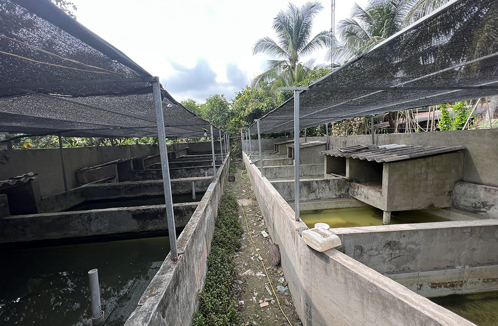 Sweeping gold to buy four-legged crabs, the old farmer in the West collected all the money