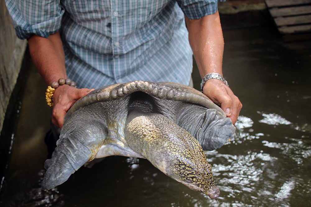 Sweeping gold to buy four-legged crabs, the old farmer in the West collected all the money