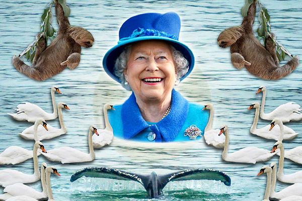 Vì sao toàn bộ thiên nga và cá heo ở Anh đều thuộc sở hữu của Nữ hoàng?
