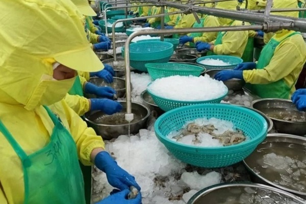 Cà Mau cho phép F0, F1 làm việc trực tiếp, nhưng không được ép buộc