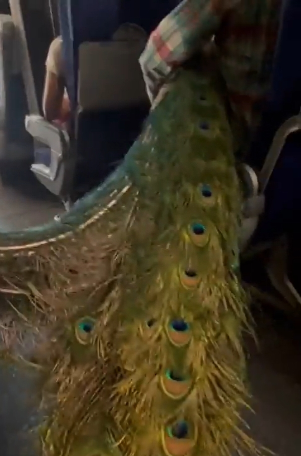 The female passenger hugged the 'big' peacock onto the plane and sat blocking the aisle