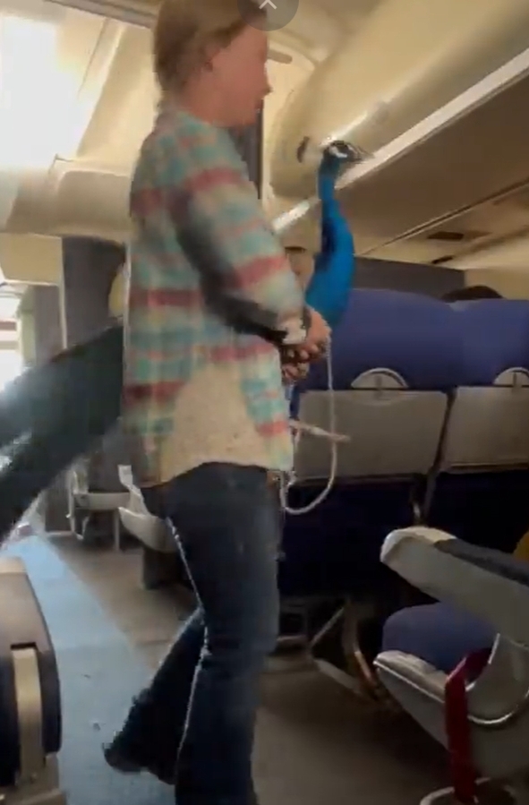 The female passenger hugged the 'big' peacock onto the plane and sat blocking the aisle