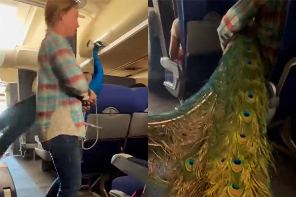 ‘Stunned’ because the female passenger hugged a ‘big’ peacock on the plane