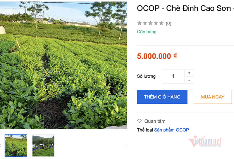 Bringing Tan Cuong tea to the floor, farmers collect billions