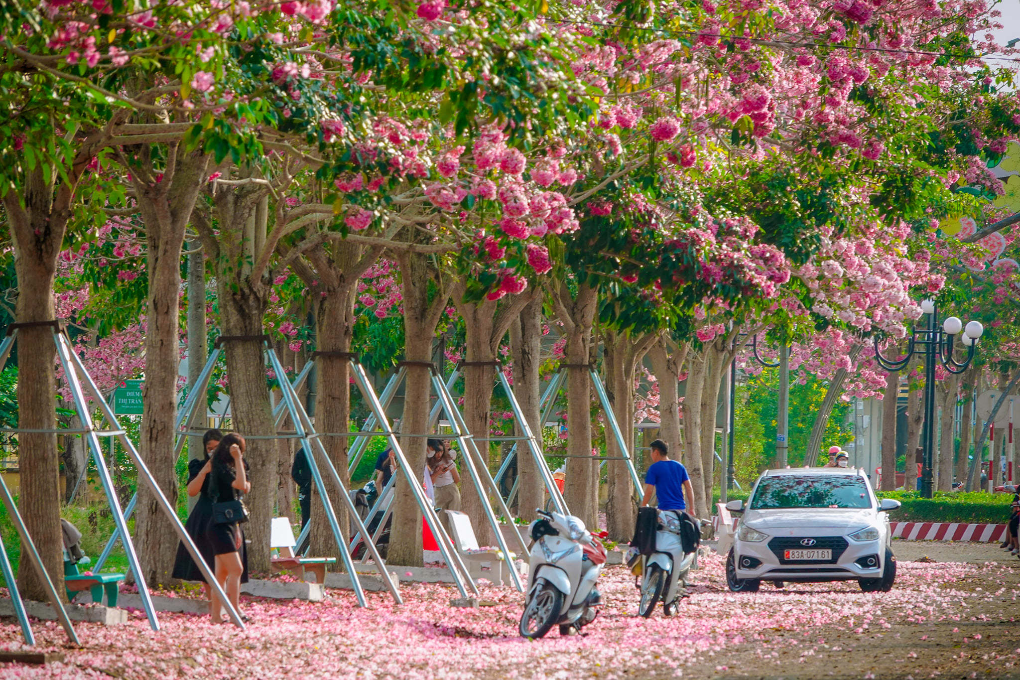 The most beautiful pink lily street in the West attracts young people