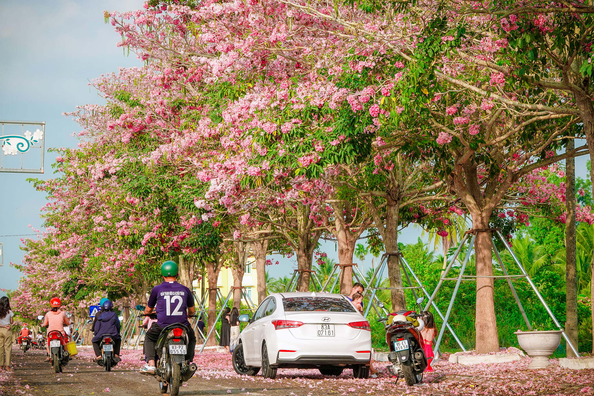 The most beautiful pink lily street in the West attracts young people
