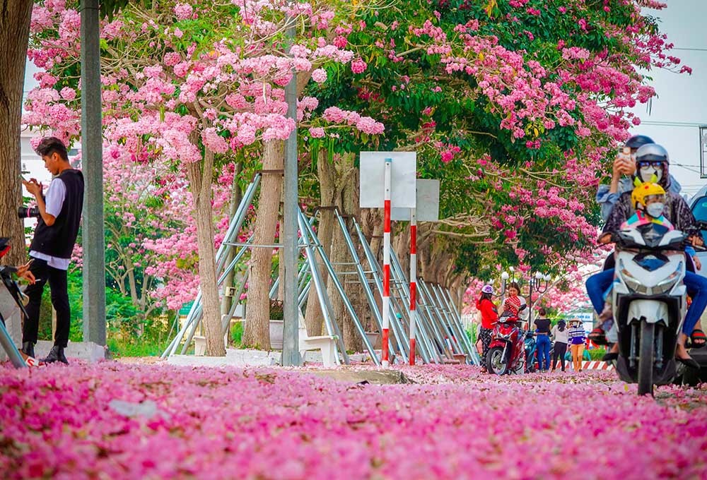 Đường hoa kèn hồng đẹp nhất miền Tây hút hồn giới trẻ