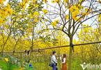 Hà Nội: Đi 30 km tìm vườn phong linh mới tinh, vàng rực 'từ gốc tới ngọn' ở Gia Lâm