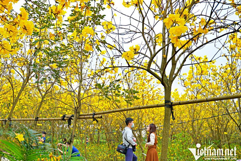 Hà Nội: Đi 30 km tìm vườn phong linh vàng rực 'từ gốc tới ngọn' ở Gia Lâm