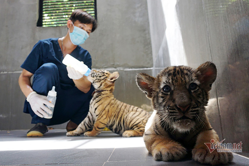 Quảng Bình cử cán bộ vườn quốc gia ra Nghệ An đón 7 con hổ về nuôi