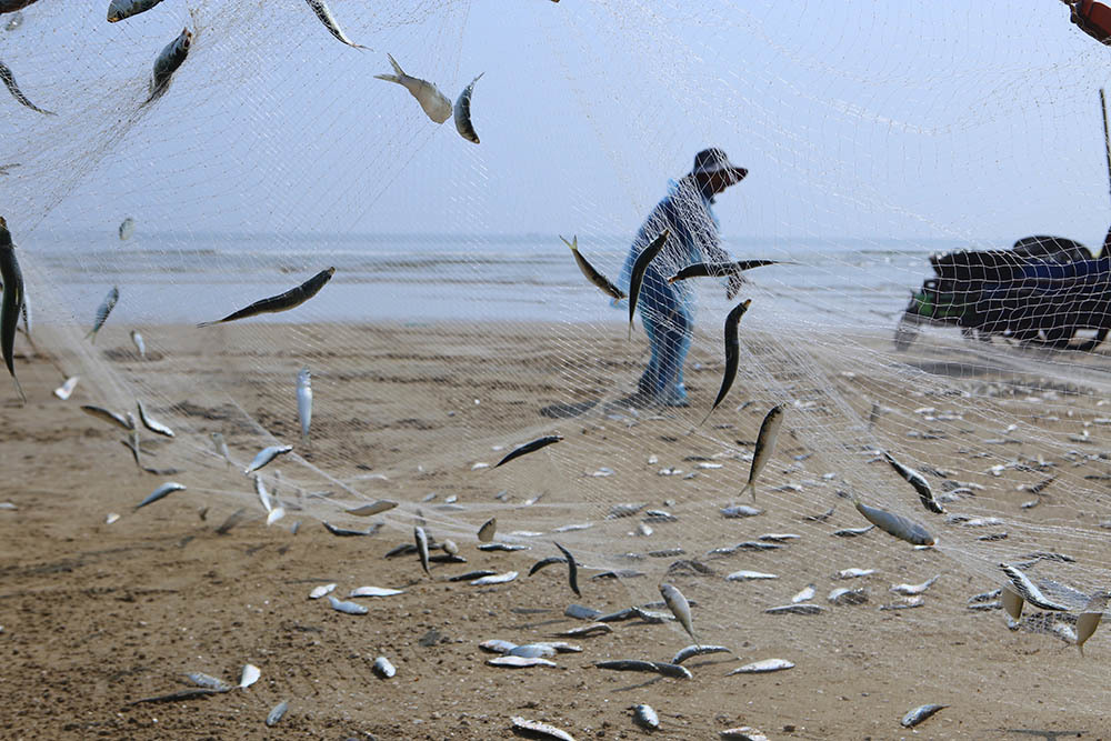 Half a day to the sea to collect tons of fish, fishermen cling to the shore to collect tens of millions