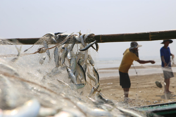 Petrol soars, fishermen who choose to fish near the shore still have millions in pocket