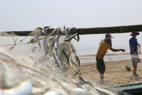 Nửa ngày ra biển thu hàng tấn cá, ngư dân bám bờ thu chục triệu