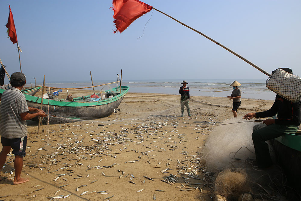 Half a day to the sea to collect tons of fish, fishermen cling to the shore to collect tens of millions