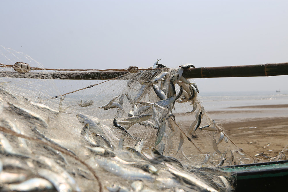 Half a day to the sea to collect tons of fish, fishermen cling to the shore to collect tens of millions