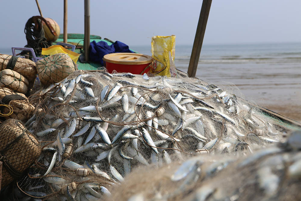 Half a day to the sea to collect tons of fish, fishermen cling to the shore to collect tens of millions