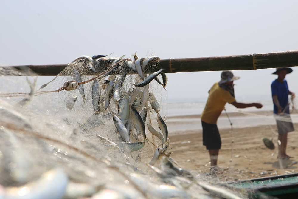 Half a day to the sea to collect tons of fish, fishermen cling to the shore to collect tens of millions