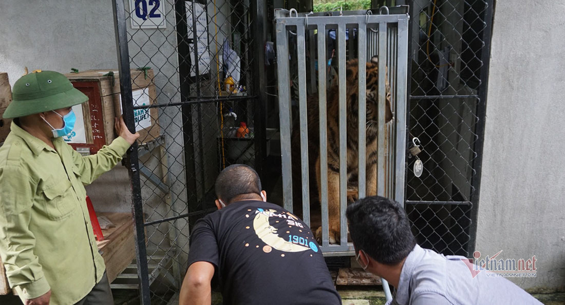Image of moving 7 tigers from Pu Mat to Phong Nha - Ke Bang
