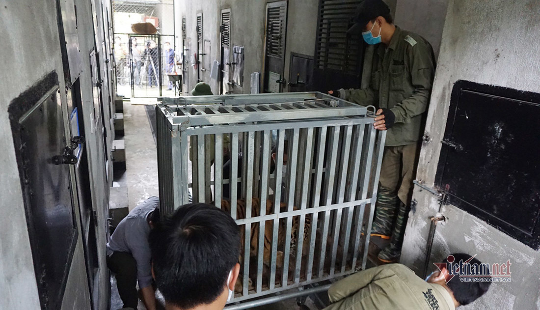 Image of moving 7 tigers from Pu Mat to Phong Nha - Ke Bang
