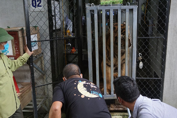 Hình ảnh di chuyển 7 con hổ từ Pù Mát về Phong Nha - Kẻ Bàng
