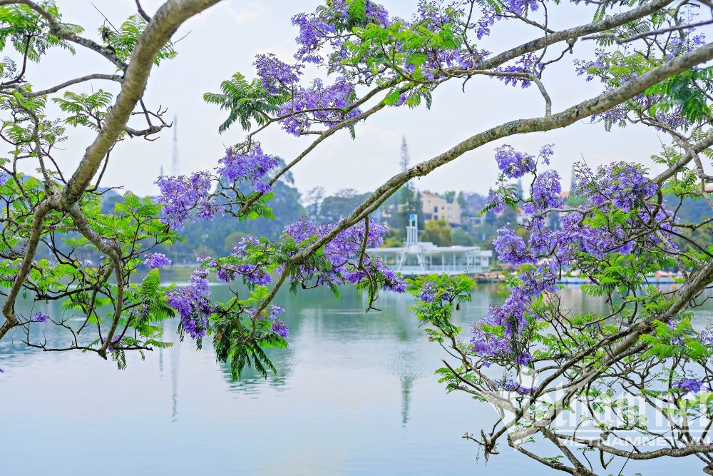 Phượng tím 'nhuộm màu' phố Đà Lạt, hoa 'trải thảm' đường đẹp mộng mơ