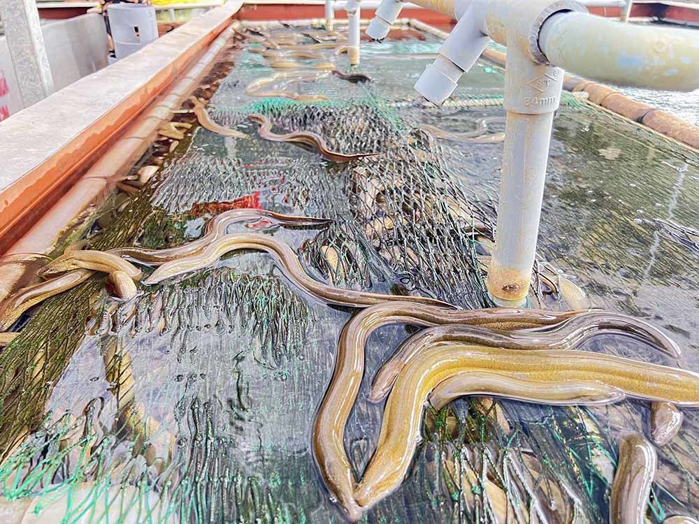 10 vạn con lươn bò dày đặc dưới tấm lưới, nhìn thấy hãi