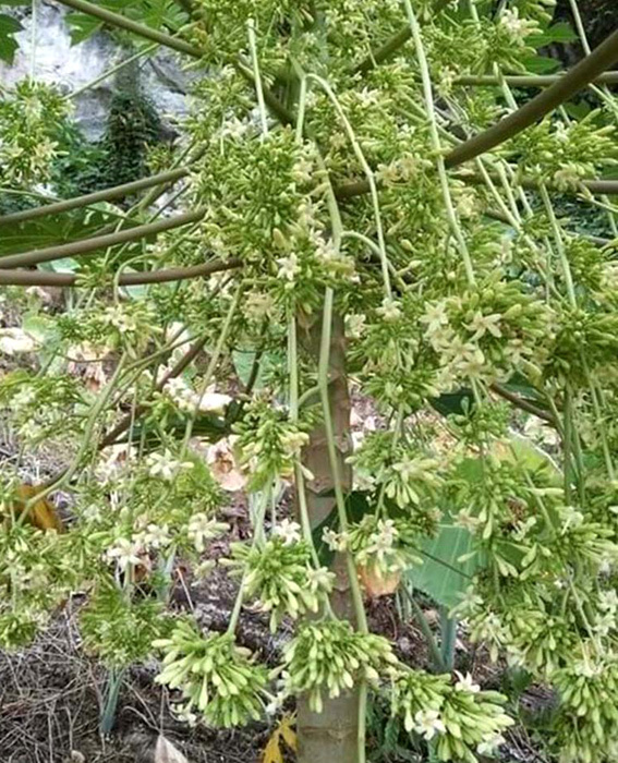 The fever of male papaya flowers, the price of millions is still busy collecting