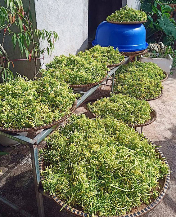 The fever of male papaya flowers, the price of millions is still busy collecting