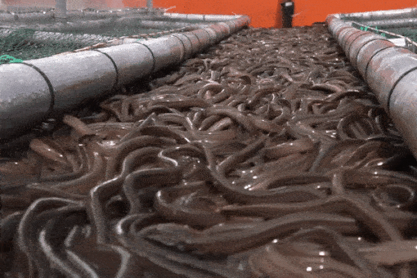 10 vạn con lươn bò dày đặc dưới tấm lưới, nhìn thấy hãi