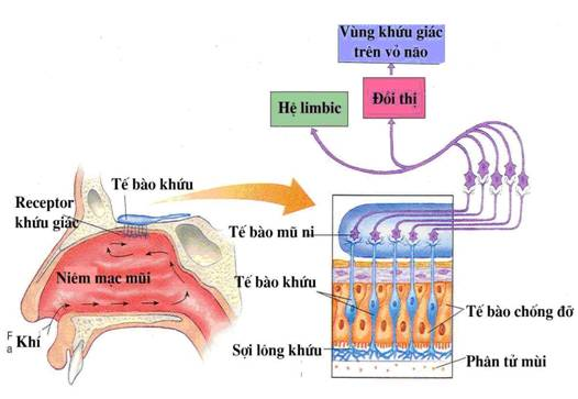 F0 khỏi bệnh hoảng loạn vì ngửi các mùi thơm thành mùi hôi thối