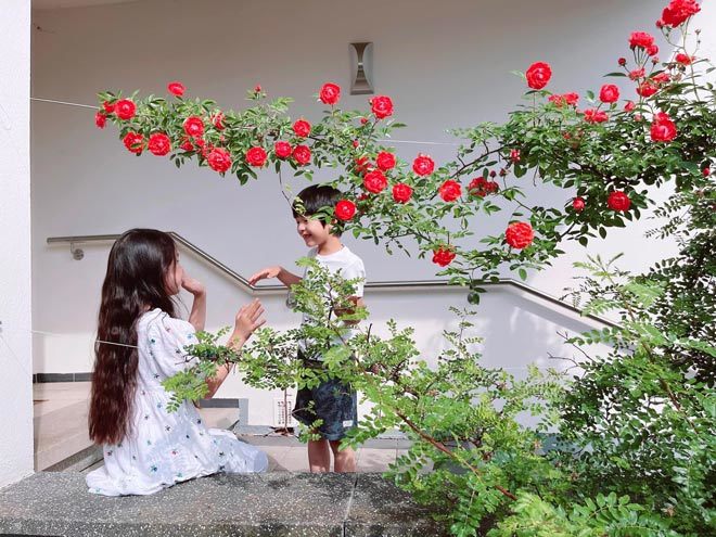 Khu vườn 300m2 ngập sắc hoa của vợ chồng thạc sĩ Việt ở Đức