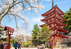 Du lịch Nhật Bản mùa nào vừa rẻ vừa đẹp, mùa nào vừa đắt vừa chán?