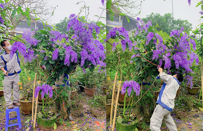 Mai xanh nhưng nở hoa tím lịm, 30 triệu/cây nhà giàu Việt săn mua
