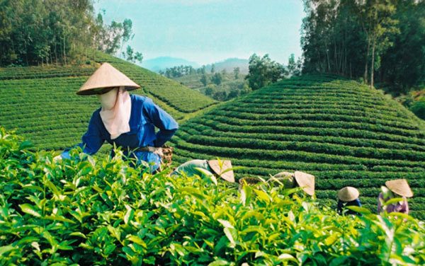 Vietnam represents 5th largest tea supplier to US