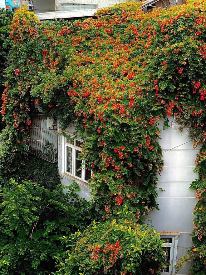 Hanoi house outside covered with flowers, on the terrace shimmering colors