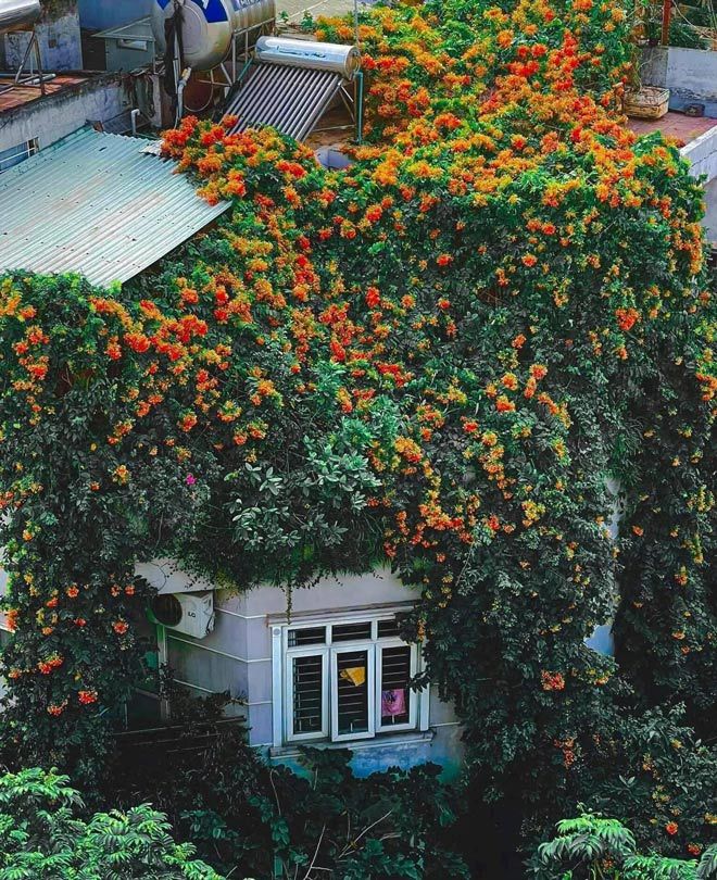 Hanoi house outside covered with flowers, on the terrace shimmering colors