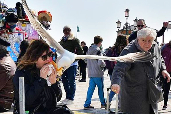 Chim dữ tấn công cướp thức ăn, Venice phát súng nước cho du khách 'tự vệ'