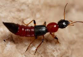 Burning pain caused by three-compartment ants but mistaken for Zona, the doctor clearly shows how to distinguish