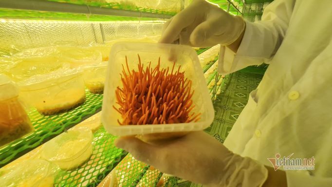 Man raises cordyceps in hot sandy area