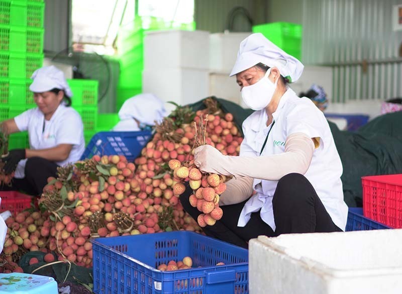 Vùng vải Lục Ngạn thực hiện thành công 'mục tiêu kép'