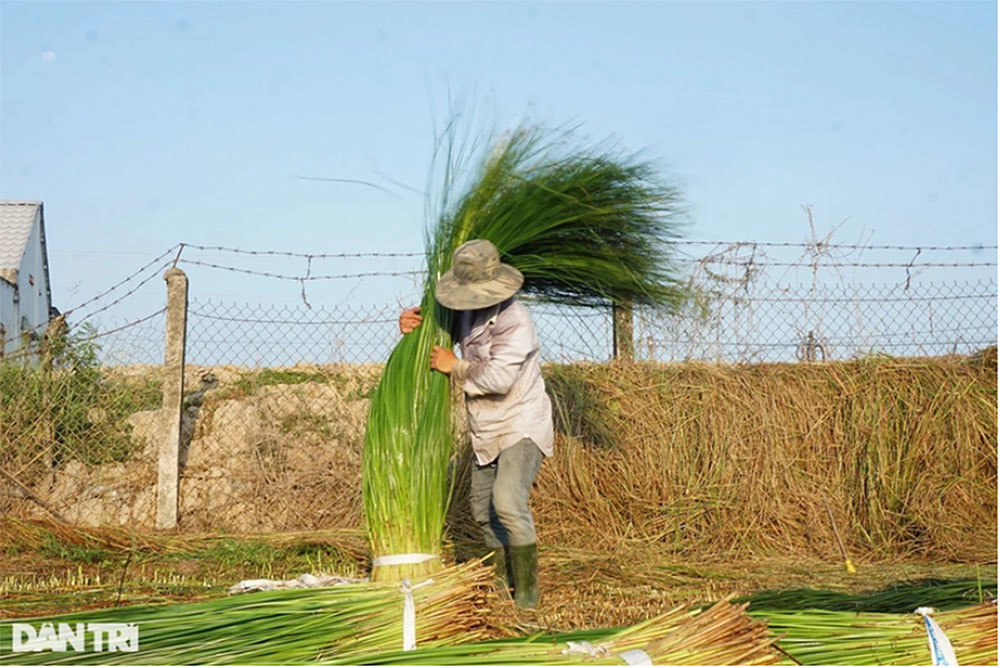 Strange but good: Growing weeds is more profitable than growing rice