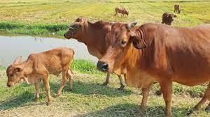 Quảng Bình hướng đến chăn nuôi gia súc hữu cơ