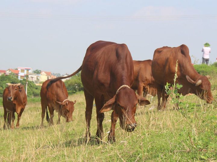 Quảng Bình: Nâng cao năng lực kiểm soát dịch bệnh trên đàn gia súc