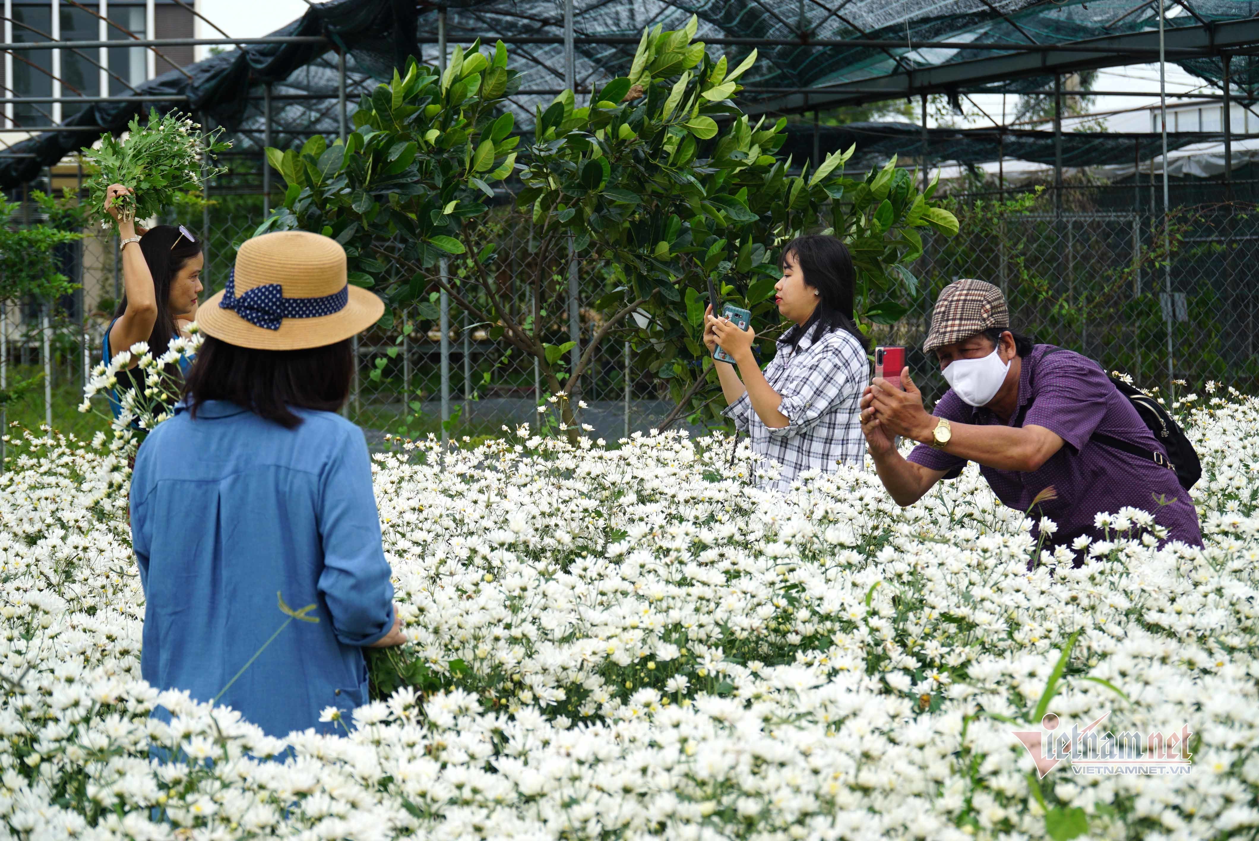 Vườn cúc họa mi 500m2 ở Đà Nẵng nở rộ, giới trẻ đổ xô đến check-in