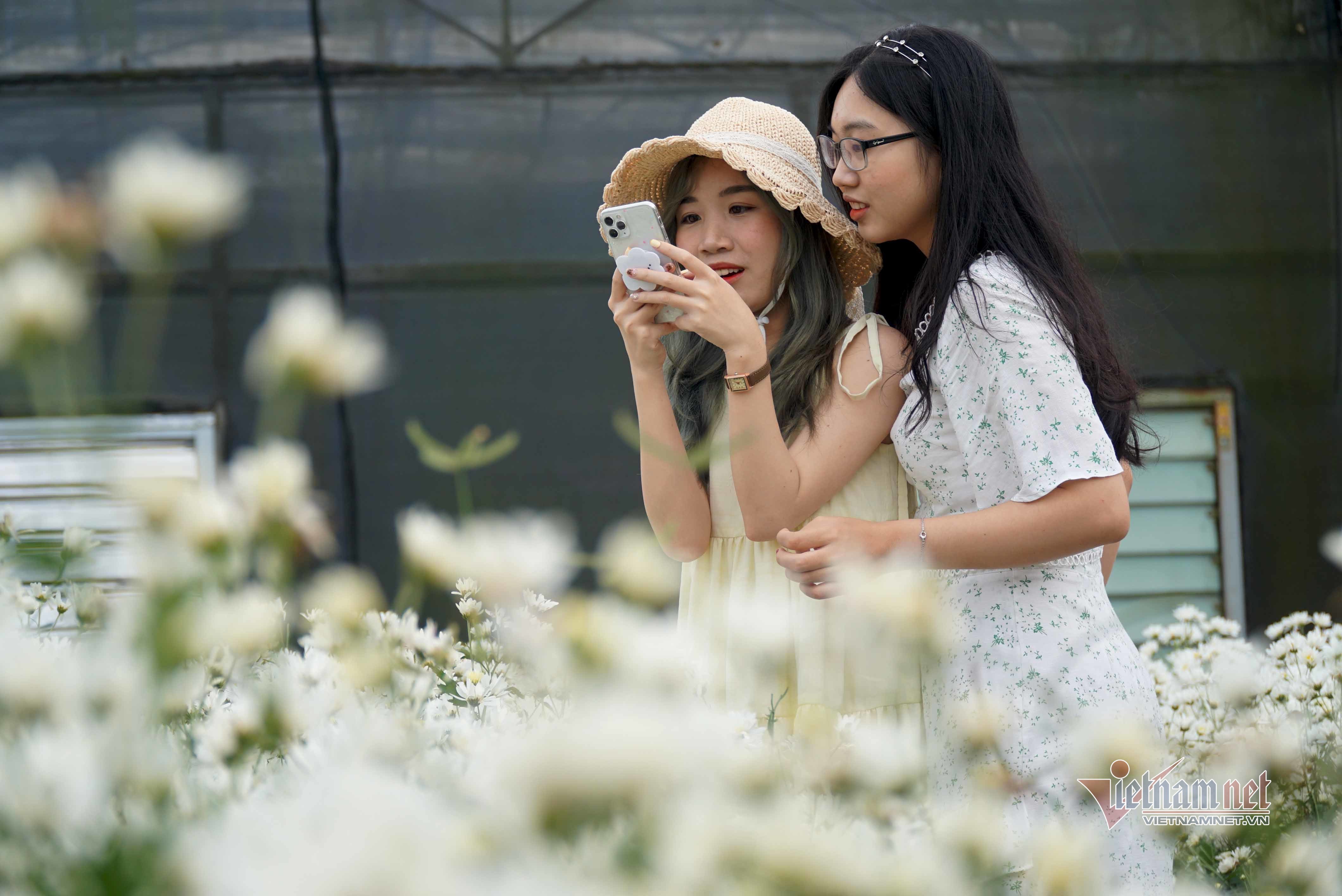 Vườn cúc họa mi 500m2 ở Đà Nẵng nở rộ, giới trẻ đổ xô đến check-in
