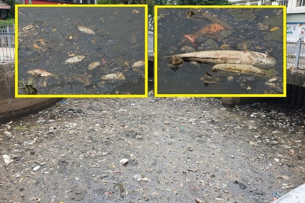 Cá chết, rác thải nổi đặc quánh kênh Nhiêu Lộc-Thị Nghè, hôi thối nồng nặc